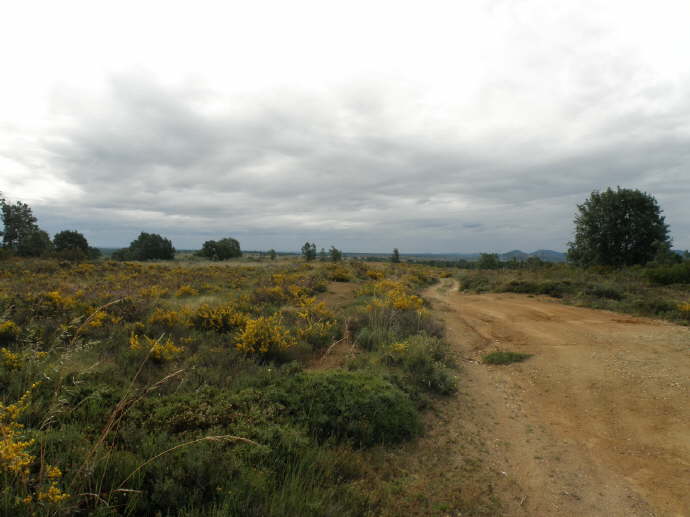 Camino (194)_Bildgre ndern