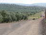 camino (13)