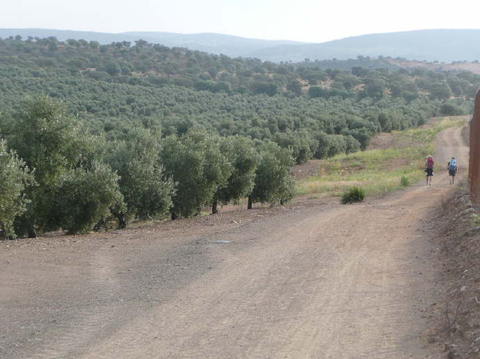 camino (13)