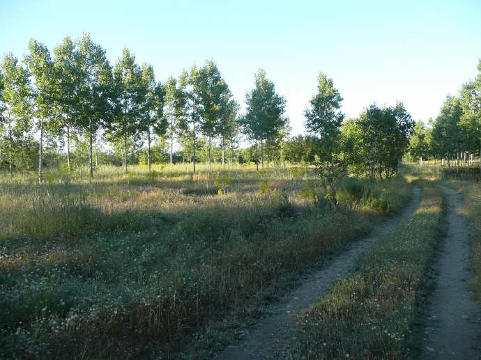 camino (185)_Bildgre ndern