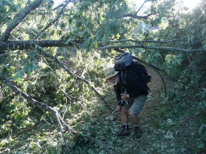 camino (201)_Bildgre ndern