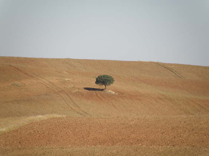 camino (59)_Bildgre ndern