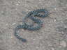 camino (74)_Bildgre ndern